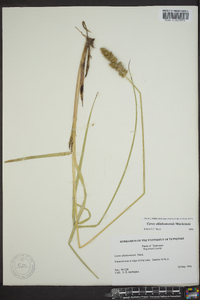 Carex oklahomensis image