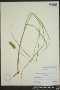 Carex oklahomensis image