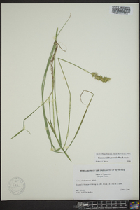 Carex oklahomensis image