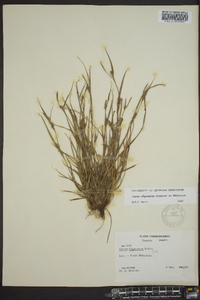 Carex oligocarpa image