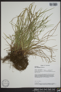 Carex oligocarpa image