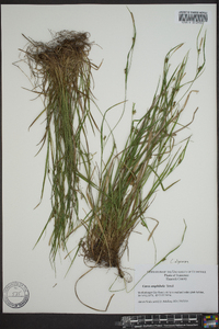 Carex oligocarpa image