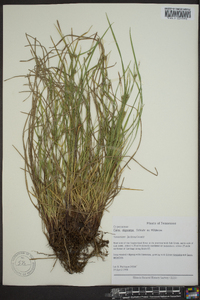 Carex oligocarpa image