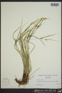 Carex oligocarpa image