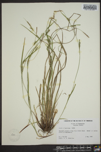 Carex oligocarpa image