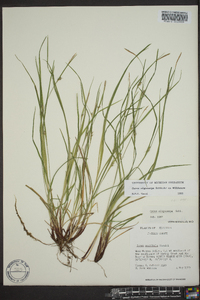 Carex oligocarpa image