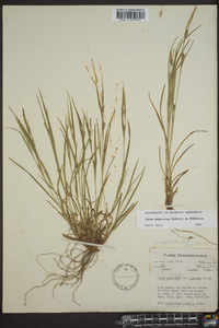 Carex oligocarpa image