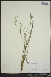 Carex oligocarpa image