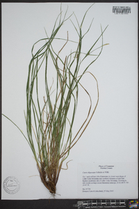 Carex oligocarpa image