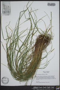 Carex oligocarpa image