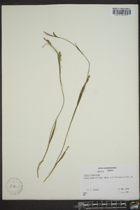 Carex oligocarpa image