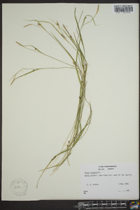 Carex oligocarpa image