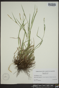 Carex oligocarpa image