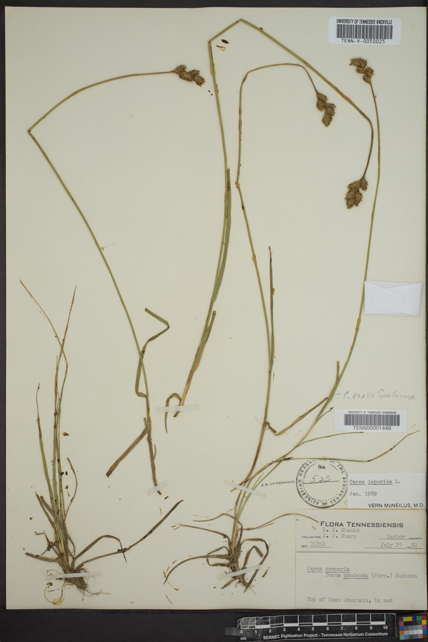Carex ovalis image