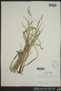 Carex oxylepis image