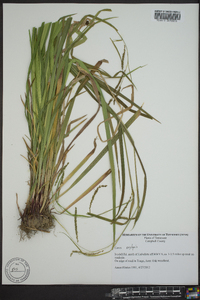 Carex oxylepis image