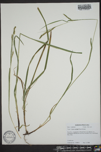 Carex oxylepis image