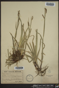 Carex oxylepis image