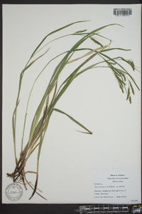 Carex oxylepis image