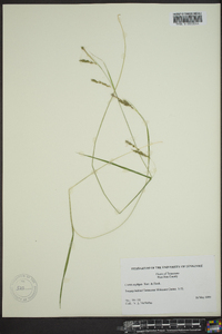 Carex oxylepis image