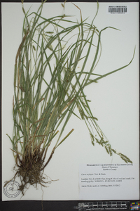 Carex oxylepis image