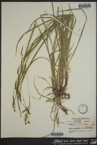 Carex oxylepis image