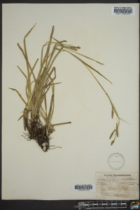 Carex oxylepis image