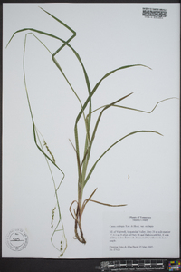 Carex oxylepis image