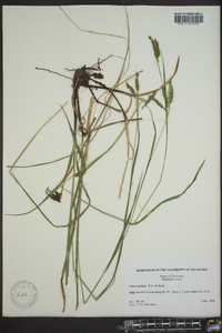 Carex oxylepis image