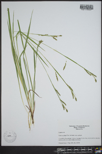 Carex oxylepis image