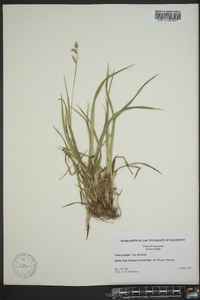 Carex oxylepis image