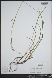 Carex oxylepis image