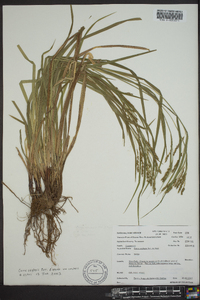 Carex oxylepis image