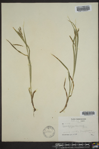 Carex oxylepis image