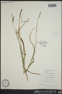 Carex oxylepis image