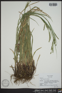 Carex oxylepis image