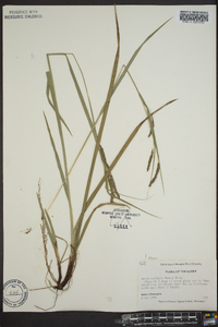 Carex oxylepis image