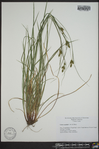 Carex oxylepis image