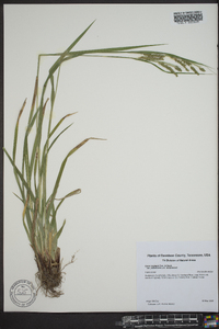 Carex oxylepis var. pubescens image