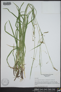 Carex oxylepis image