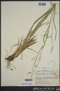 Carex oxylepis var. pubescens image