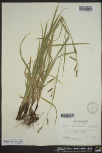 Carex oxylepis image