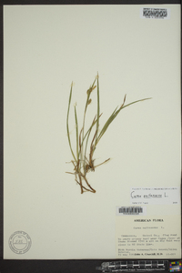 Carex pallescens image