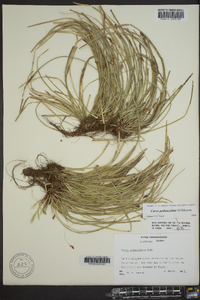 Carex pedunculata image