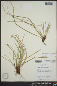 Carex pedunculata image