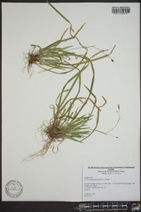 Carex pedunculata image