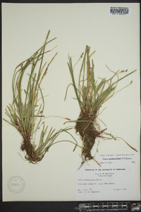 Carex pedunculata image