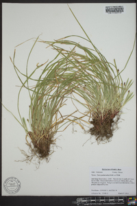 Carex pedunculata image