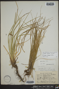 Carex picta image