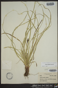 Carex picta image